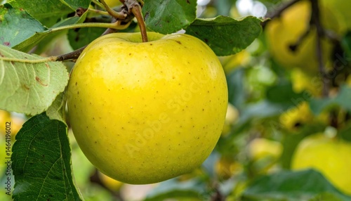 Golden Apple: A close-up shot of a single, ripe golden apple hanging from a tree branch, embodying the freshness and natural beauty of harvest time.