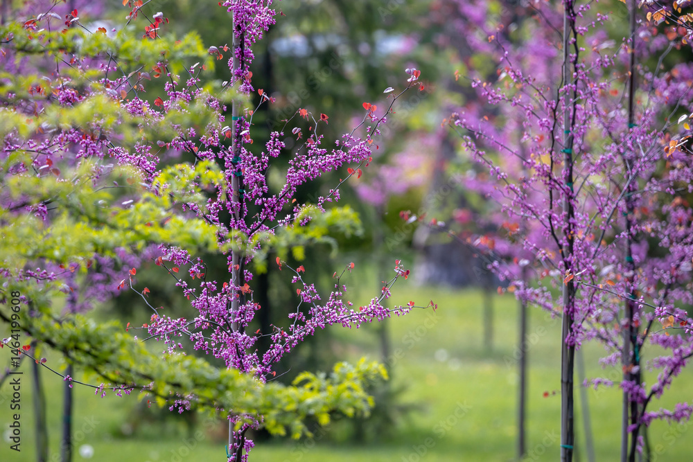 Young Eastern Redbud trees with slender trunks, each covered in clusters of vibrant purple flowers. The blurred green background enhances the vivid floral display