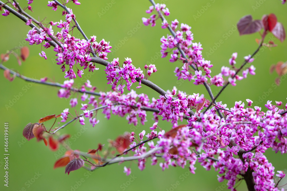 Young Eastern Redbud trees with slender trunks, each covered in clusters of vibrant purple flowers. The blurred green background enhances the vivid floral display