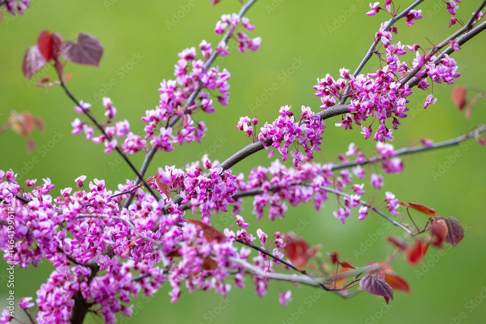 Young Eastern Redbud trees with slender trunks, each covered in clusters of vibrant purple flowers. The blurred green background enhances the vivid floral display
