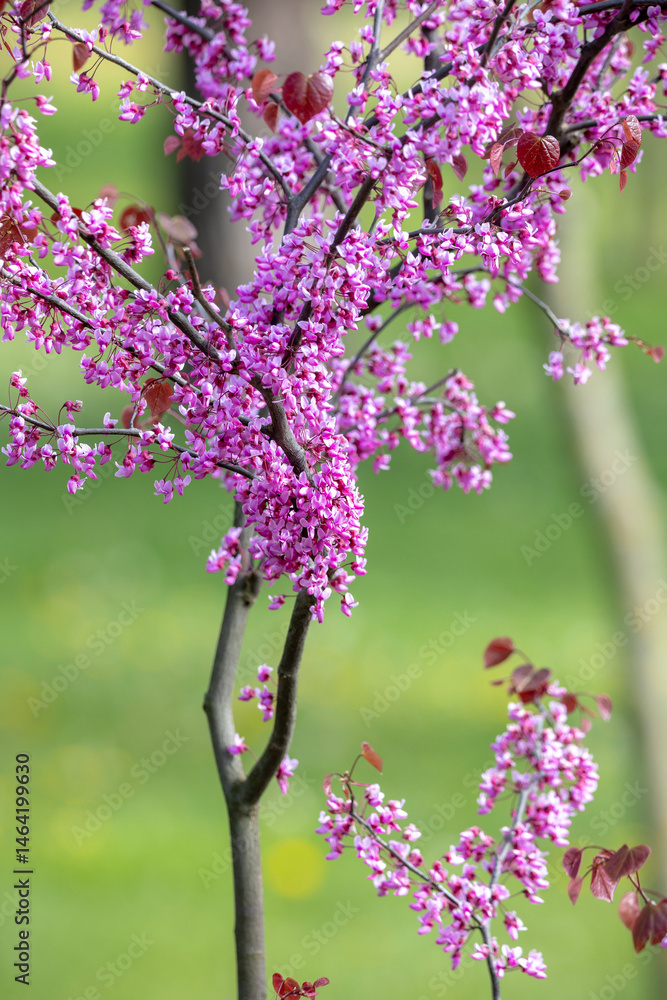 Young Eastern Redbud trees with slender trunks, each covered in clusters of vibrant purple flowers. The blurred green background enhances the vivid floral display