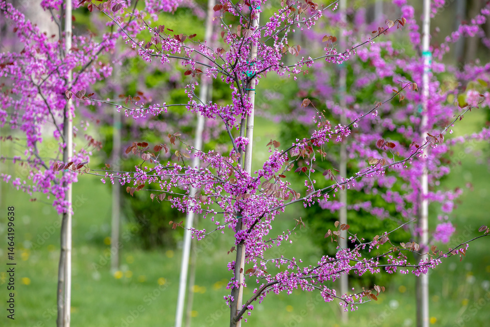 Young Eastern Redbud trees with slender trunks, each covered in clusters of vibrant purple flowers. The blurred green background enhances the vivid floral display