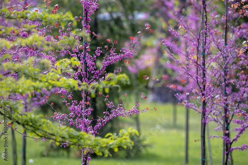 Obraz na płótnie Young Eastern Redbud trees with slender trunks, each covered in clusters of vibrant purple flowers. The blurred green background enhances the vivid floral display w salonie