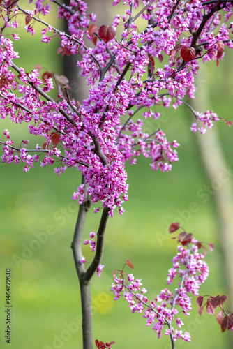 Obraz na płótnie Young Eastern Redbud trees with slender trunks, each covered in clusters of vibrant purple flowers. The blurred green background enhances the vivid floral display w salonie