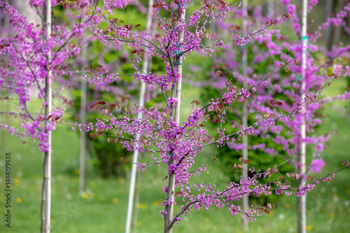 Obraz na płótnie Young Eastern Redbud trees with slender trunks, each covered in clusters of vibrant purple flowers. The blurred green background enhances the vivid floral display w salonie