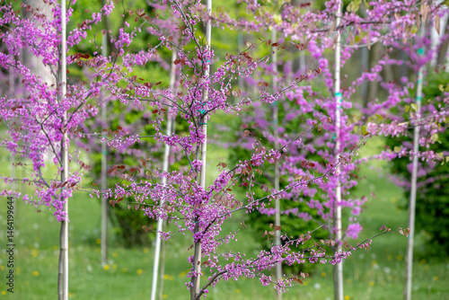 Young Eastern Redbud trees with slender trunks, each covered in clusters of vibrant purple flowers. The blurred green background enhances the vivid floral display