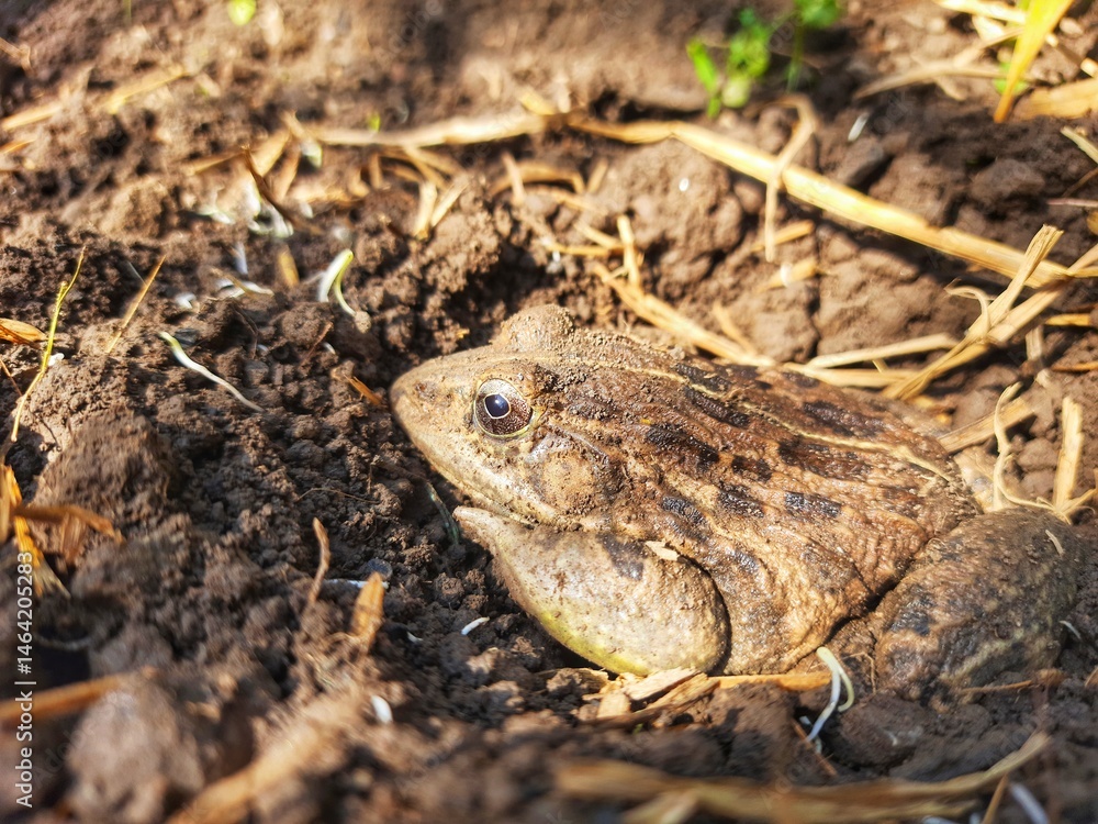 Naklejka premium frog on the ground