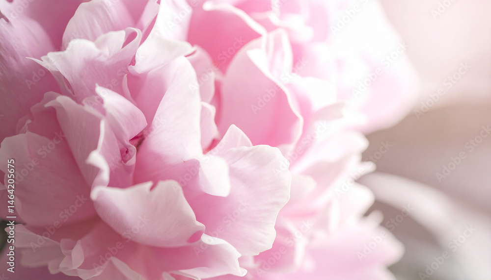 Generated imageClose-Up of Peony Flower in Soft Natural Light – Luxury Floral Aesthetic Generated imageClose-Up of Peony Flower in Soft Natural Light – Luxury Floral Aesthetic