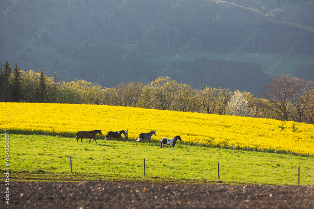 horses in spring countryside of german eifel with rapeseed, fields and forest at sunset