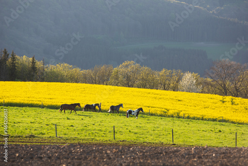 Obraz na płótnie horses in spring countryside of german eifel with rapeseed, fields and forest at sunset w salonie