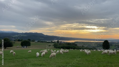 Sheep Grazing in a Sunset Countryside Landscape