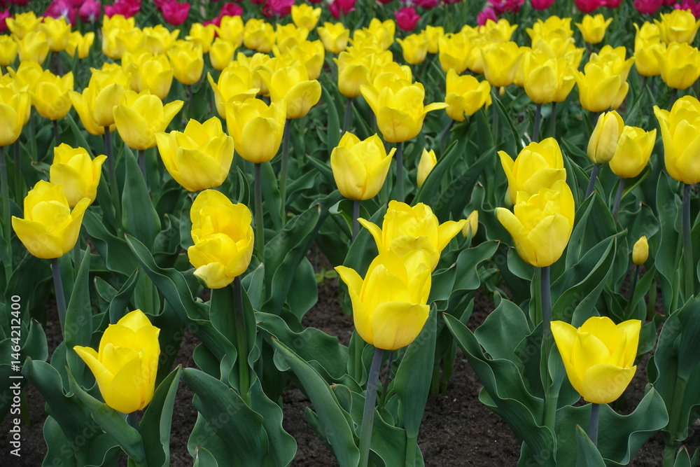 Obraz premium Yellow and magenta colored flowers of tulips in April