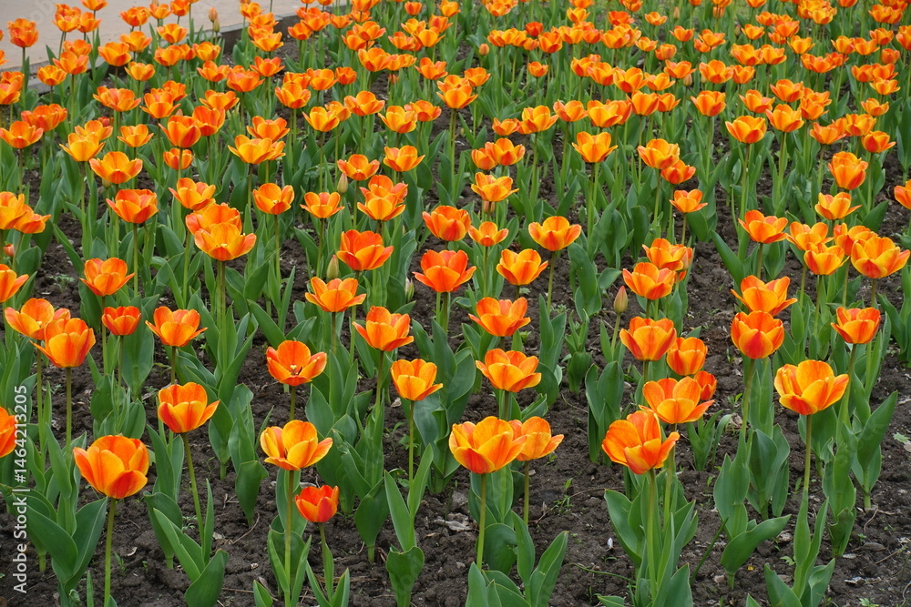 A lot of red and yellow flowers of tulips in May A lot of red and yellow flowers of tulips in May