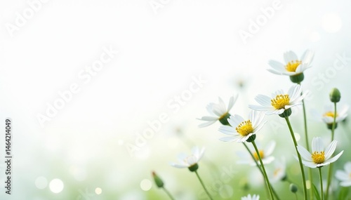 Delicate white wildflowers bloom against a stark white backdrop , spring, beauty, ecology
