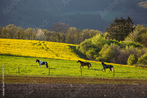 Obraz na płótnie horses in spring countryside of german eifel with rapeseed, fields and forest at sunset w salonie