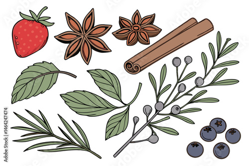 29 Realistic botanical illustration, assorted herbs and spices, fresh strawberries, star anise, cinnamon sticks, green tea leaves, mint leaves, nutmeg, red currants, lavender sprigs, fudge squares, bl