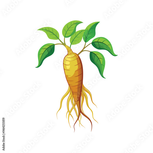 Ginseng root vector illustration. medicinal herb drawing, traditional healing plant, organic botanical element, isolated