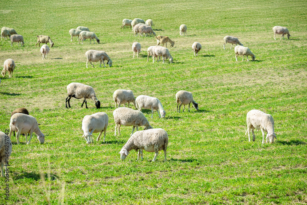Obraz premium flock of sheep in the green field