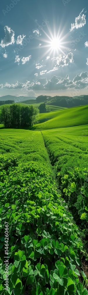 Field of green plants with a sun shining over it Field of green plants with a sun shining over it