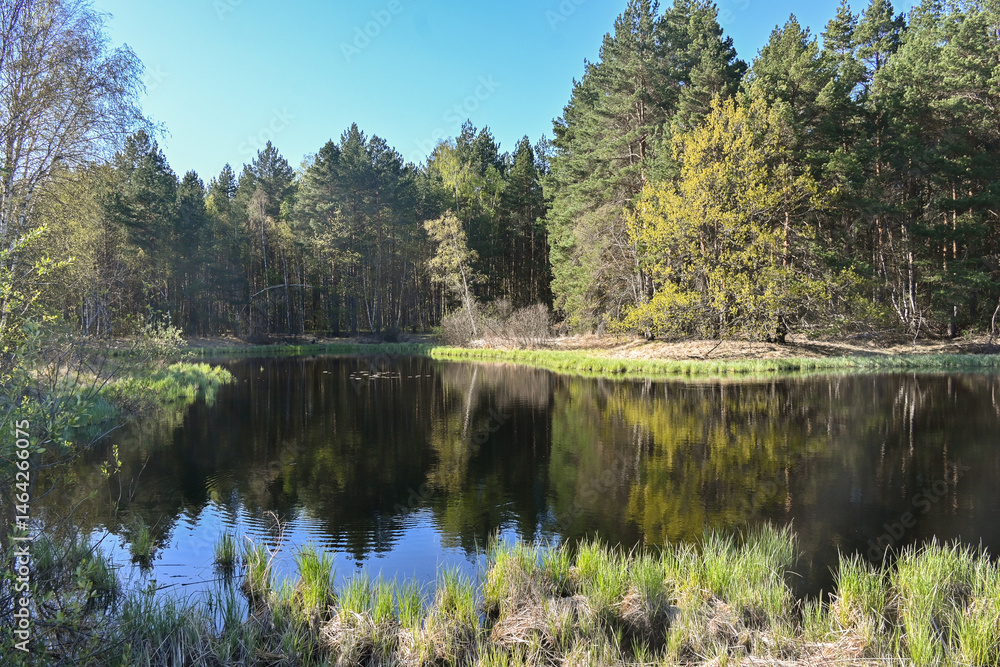 Obraz premium Forest lake in May.