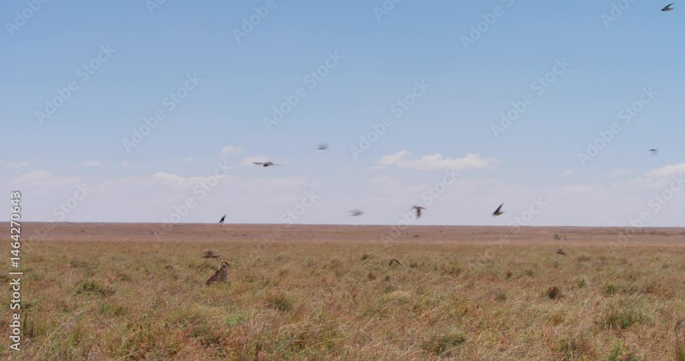 Extreme wide shot of cheetah (Acinonyx jubatus) looking through grasslands as barn swallows (Hirundo rustica) fly about at noon in Kenya. Extreme wide shot of cheetah (Acinonyx jubatus) looking through grasslands as barn swallows (Hirundo rustica) fly about at noon in Kenya.