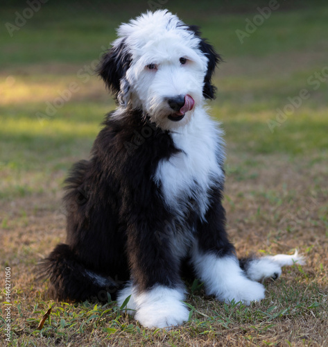 Obraz na płótnie Sheepadoodle puppy thinking about dinner w salonie