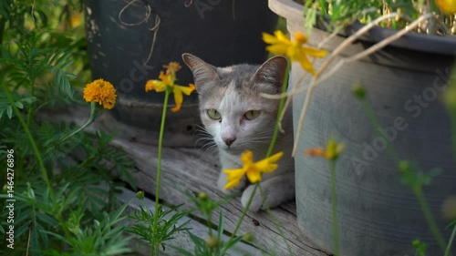A cute cat is sleeping behind a flower pot.