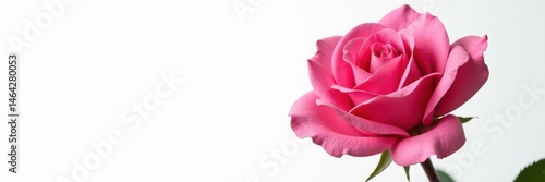 Single pink rose, velvety texture, pure white backdrop, color, closeup