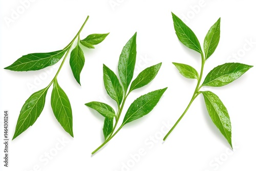 Vibrant Green Leaves on White Background