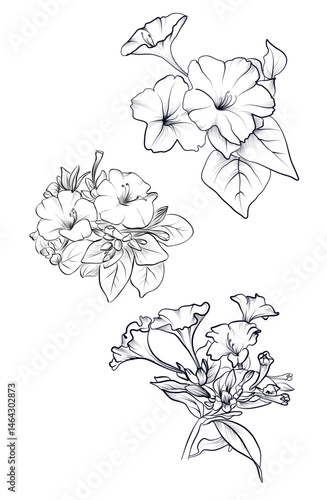 Mirabilis flower cluster botanical coloring page vector