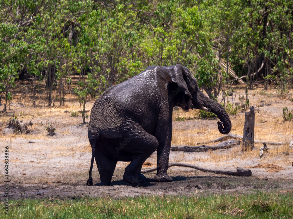 Fototapeta premium After the mud bath. An elephant (Loxodonta africana) emerges from a mud hole, skillfully standing on two legs.
