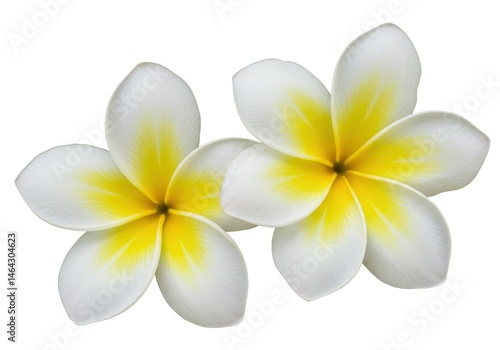 Wallpaper Mural Two frangipani flowers with white petals and yellow centers isolated against a white background Torontodigital.ca