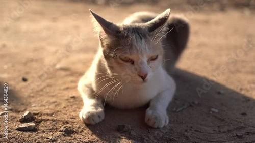 A cute cat is sleeping on the floor.
