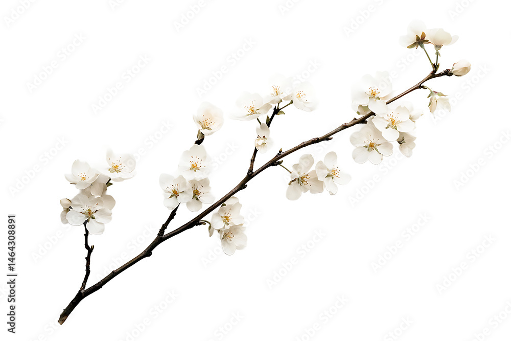 White Blossom Branch with Delicate Flowers on Transparent Background White Blossom Branch with Delicate Flowers on Transparent Background