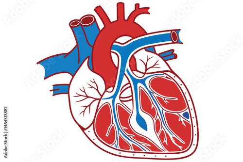50 Anatomical heart illustration, detailed medical diagram, cross-section view, cardiovascular system, red and blue color scheme, scientific accuracy, textbook style, high contrast, crisp lines, educa