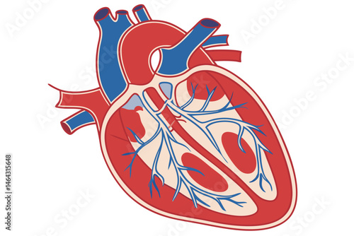 50 Anatomical heart illustration, detailed medical diagram, cross-section view, cardiovascular system, red and blue color scheme, scientific accuracy, textbook style, high contrast, crisp lines, educa