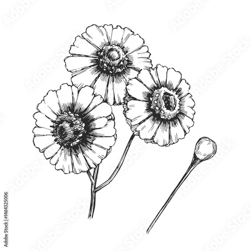 Vector vintage hand-drawn illustration of Snow Chrysanthemum. Botanical sketch of flowers. Tea ingredient.