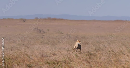 Extreme wide pan shot of a cheetah (Acinonyx jubatus) chasing after zebras (Equus quagga) in the savannah during the afternoon in Kenya.