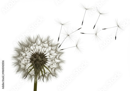 Wallpaper Mural Dandelion seed head with seeds blowing away on a white background in a close up studio shot Torontodigital.ca