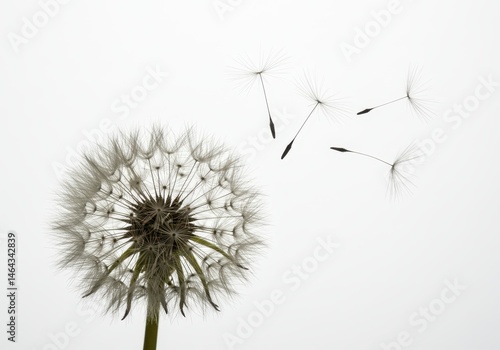 Wallpaper Mural Dandelion clock with seeds dispersing in the air against a bright white background in a minimalist composition Torontodigital.ca