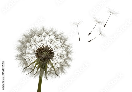 Wallpaper Mural Dandelion seed head with dispersing seeds against a clean white background in a studio shot Torontodigital.ca