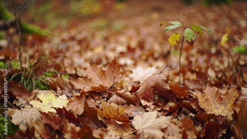 Autumnal Forest Floor with Fallen Leaves and Young Sapling in Focus