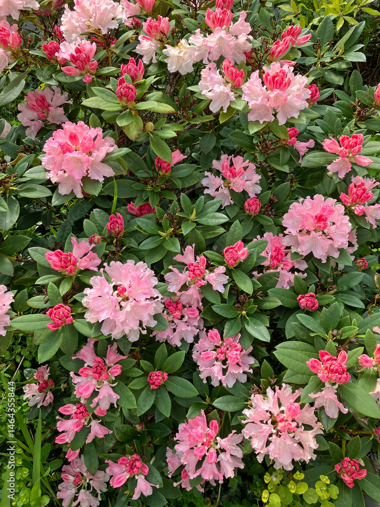 The 'Roseum Pink' Rhododendron, Rhododendron 'Roseum Pink', produces a beautiful array of rosy-pink flowers in May against dense, smooth foliage The 'Roseum Pink' Rhododendron, Rhododendron 'Roseum Pink', produces a beautiful array of rosy-pink flowers in May against dense, smooth foliage