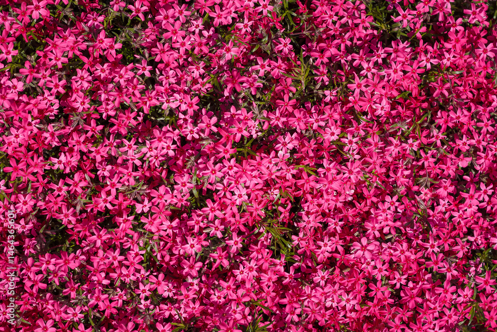 Obraz premium Beautiful Phlox subulata with bright pink flowers. Gardening, top view