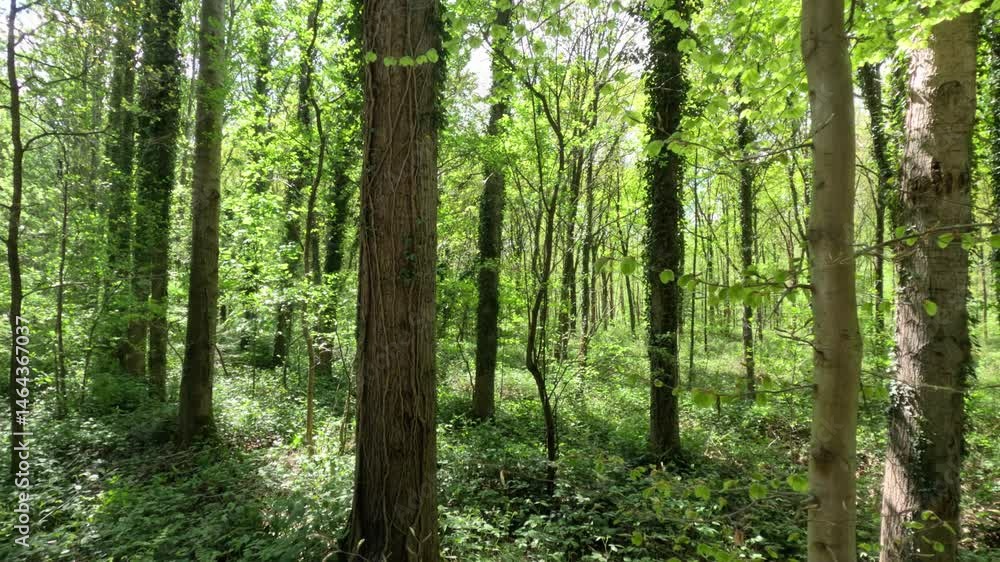 Sunny Forest Foliage During Spring Season Sunny Forest Foliage During Spring Season