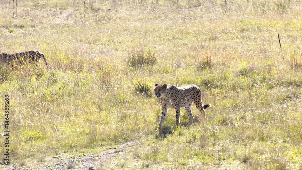 Cheetah gracefully walking through sunlit grassland with natural elegance. Wild animal Cheetah gracefully walking through sunlit grassland with natural elegance. Wild animal