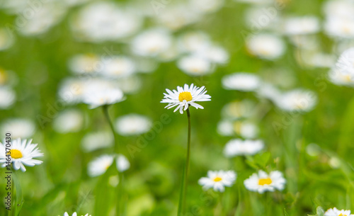 Obraz na plátně Un vaste champ est rempli de marguerites blanches qui s'épanouissent sous le soleil printanier