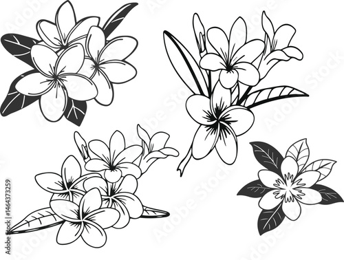 frangipani flower Elegant Monochrome Plumeria Blossom Elegant Plumeria Flowers  champa flower silhouette vector 