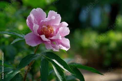 Close-up of Pink Peony Blossom Blooming with Green Foliage Outdoors