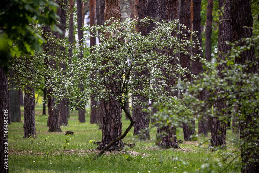 In the pine forest a Hawthorn tree in full bloom, covered in clusters of small white flowers. The branches are dense with blossoms, creating a contrast against the rich green leaves.